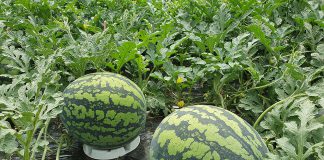 맛좋은 강화수박 본격출하