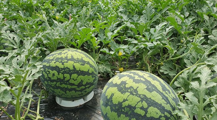 맛좋은 강화수박 본격출하