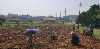 감자캐고 이웃돕고, 선원면주민자치위원회