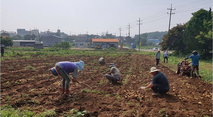 감자캐고 이웃돕고, 선원면주민자치위원회