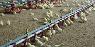 “여름철 축산 재해예방, 이렇게 하세요”