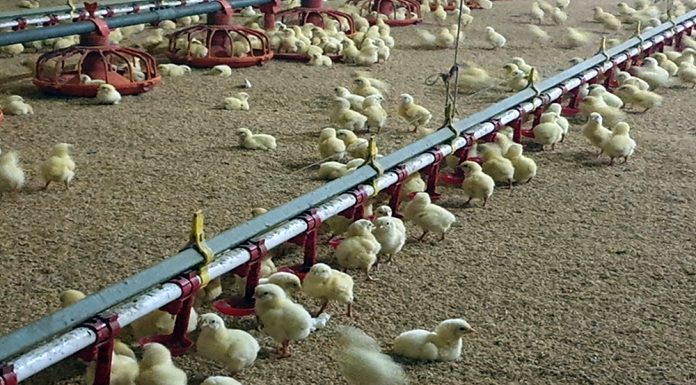 “여름철 축산 재해예방, 이렇게 하세요”