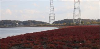 오두리갯벌의 가을