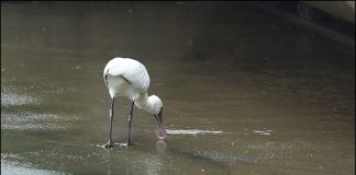 천연기념물 제 205-1호 저어새