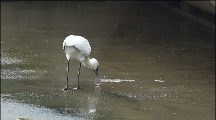 천연기념물 제 205-1호 저어새