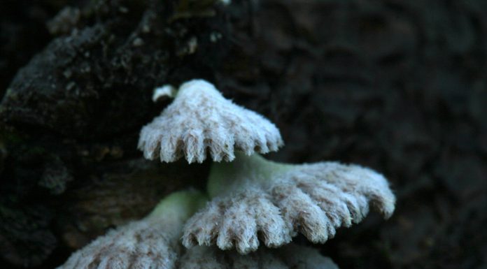 쥐털꽃무늬버섯