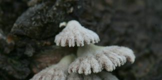 쥐털꽃무늬애버섯