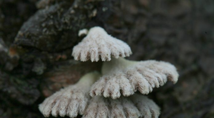 쥐털꽃무늬애버섯