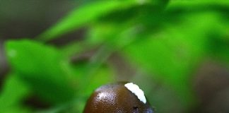 큰주머니광대버섯