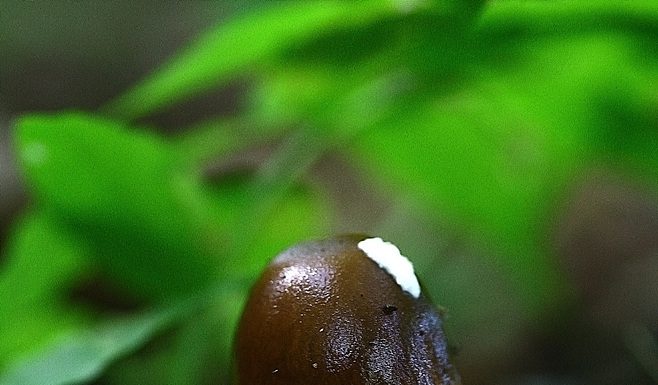 큰주머니광대버섯