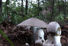 흰가시광대버섯