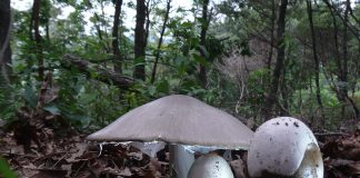 흰가시광대버섯