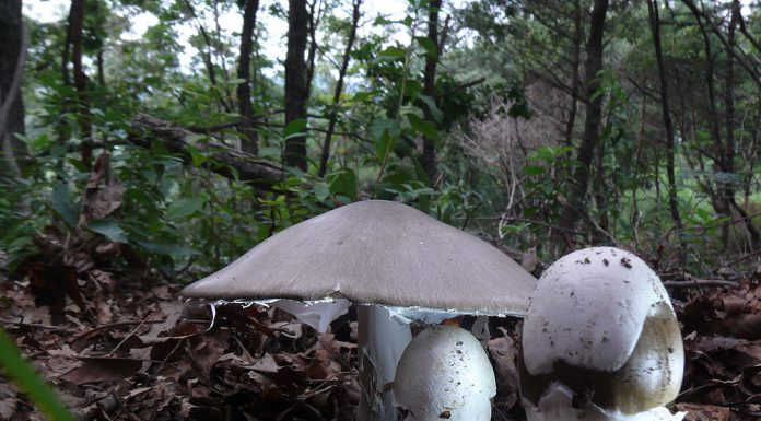 흰가시광대버섯