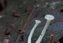 흰무리 애기버섯