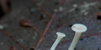 흰무리 애기버섯