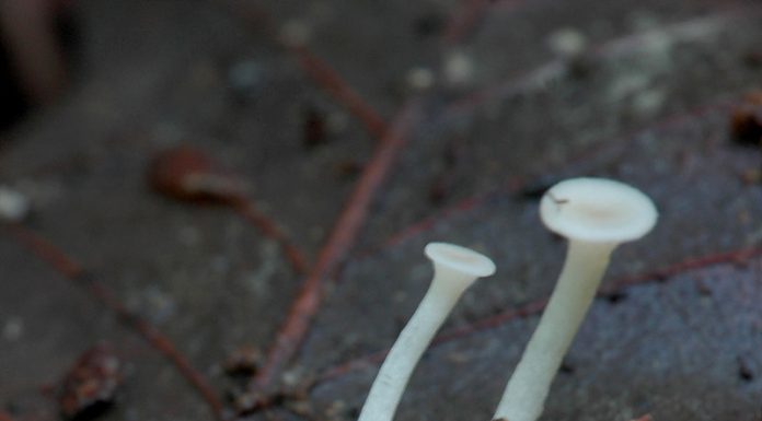 흰무리 애기버섯