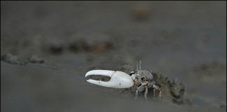 멸종 위기종 흰발농게