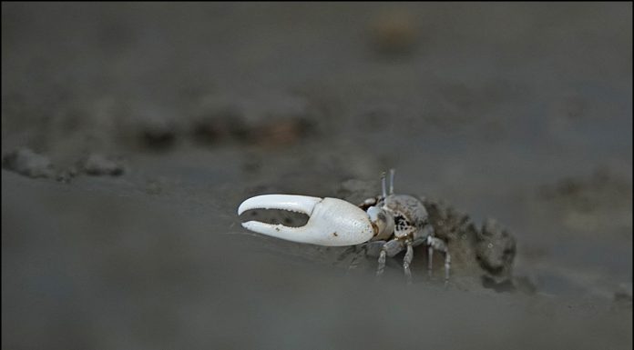멸종 위기종 흰발농게