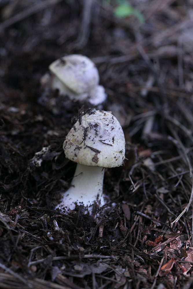 흰애광대버섯