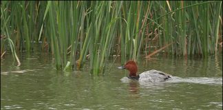 겨울철새 흰죽지
