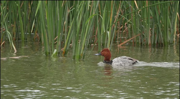 겨울철새 흰죽지
