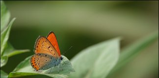 큰주홍부전나비