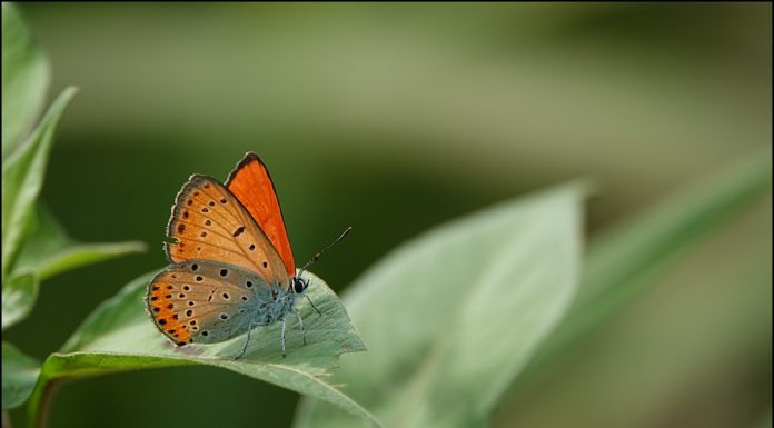 큰주홍부전나비