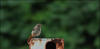 딱새 세상밖으로