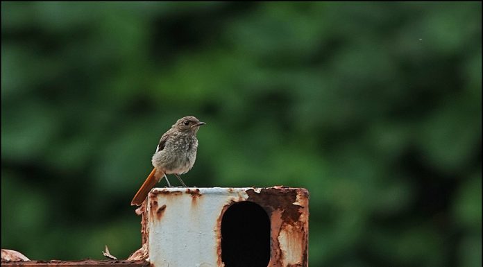 딱새 세상밖으로