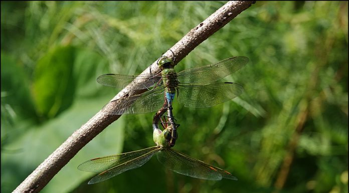 왕잠자리의 사랑