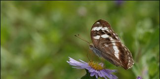 암검은표범나비