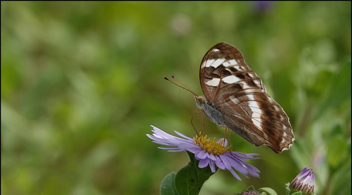 암검은표범나비