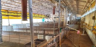 ASF 살처분 농가에 생계안정비용 최대 337만원 추가지급