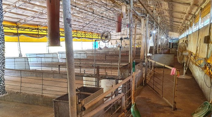 ASF 살처분 농가에 생계안정비용 최대 337만원 추가지급