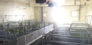 지난해 돼지열병 피해농가 입식지원