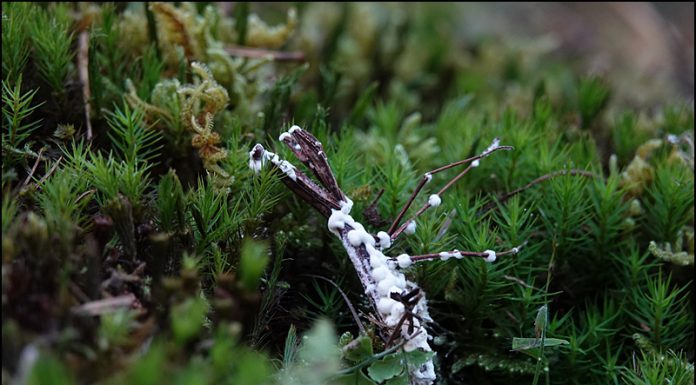 사마귀동충하초