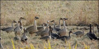 천연기념물-제325-1호 개리