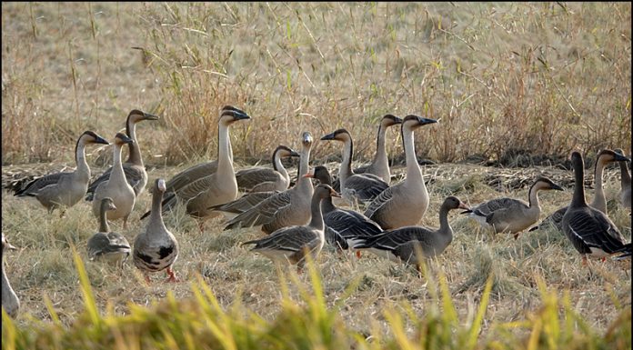 천연기념물-제325-1호 개리