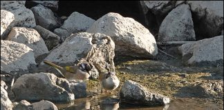 검은이마직박구리