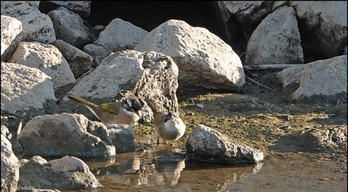 검은이마직박구리