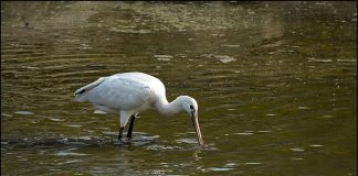 노랑부리저어새