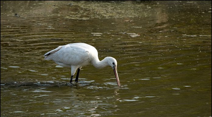 노랑부리저어새
