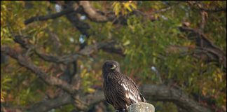 항라머리검독수리
