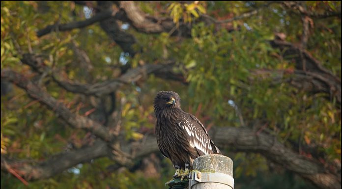 항라머리검독수리
