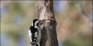 아물쇠딱다구리