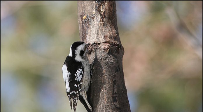 아물쇠딱다구리