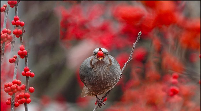직박구리의 식사
