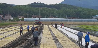 육묘상자, 인공상토 26일까지 읍·면사무소, 신청