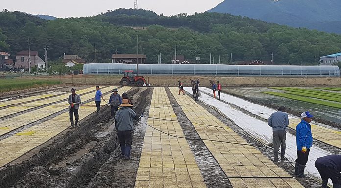 육묘상자, 인공상토 26일까지 읍·면사무소, 신청