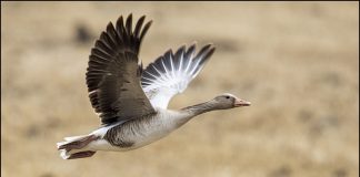 설날연휴 강화도를 찾아온 회색기러기